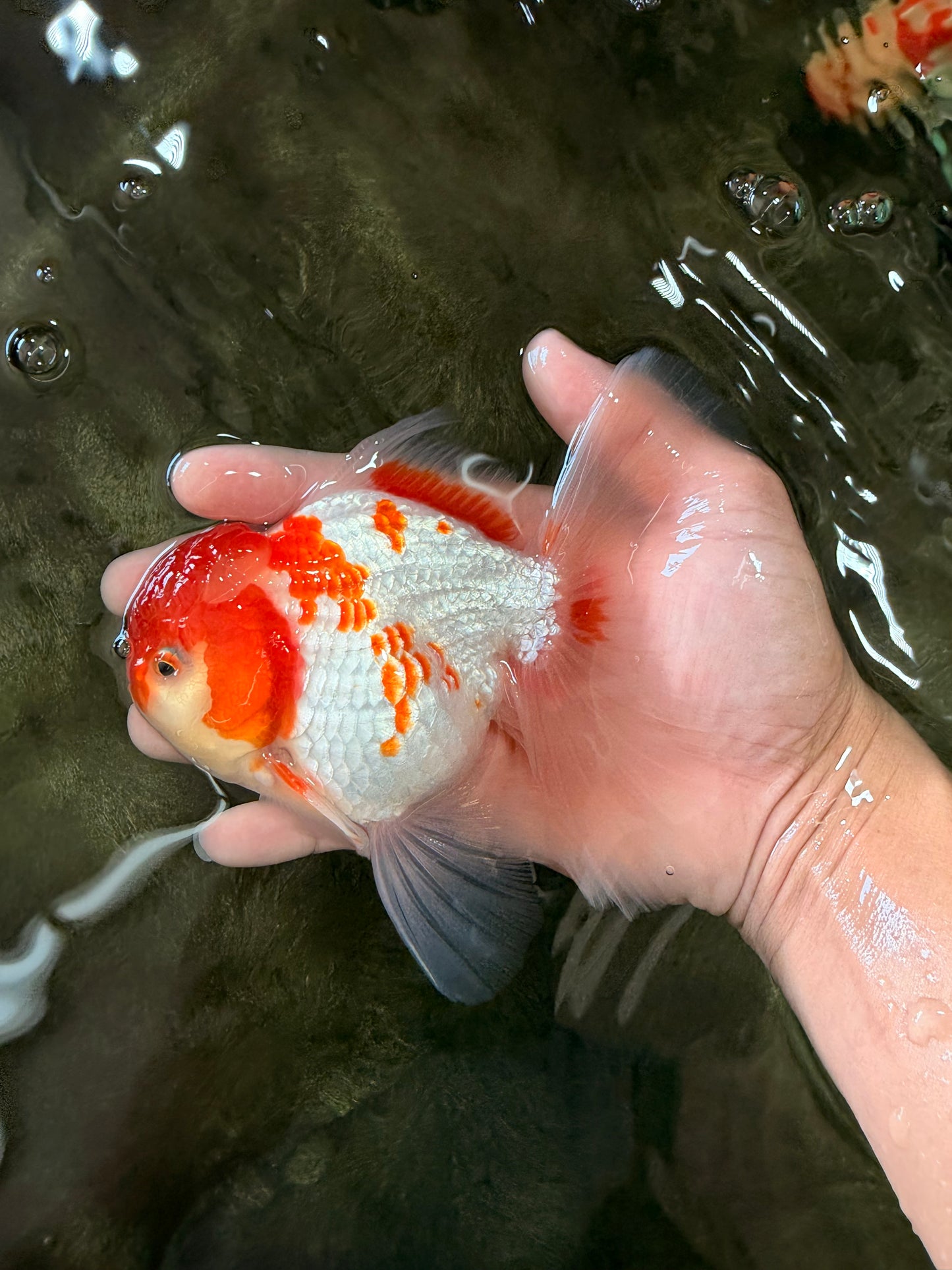 A Grade Kohaku Red White Oranda Male 5.5-6 inches #082126OR_02
