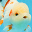 AAA Grade ADORABLE Sakura Oranda Male 6-6.5 inches #091925OR_14