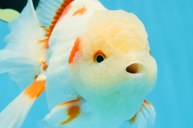 AAA Grade ADORABLE Sakura Oranda Male 6-6.5 inches #091925OR_14