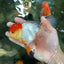 A Grade Tricolor Oranda Male 5-5.5 inches #060625OR_14