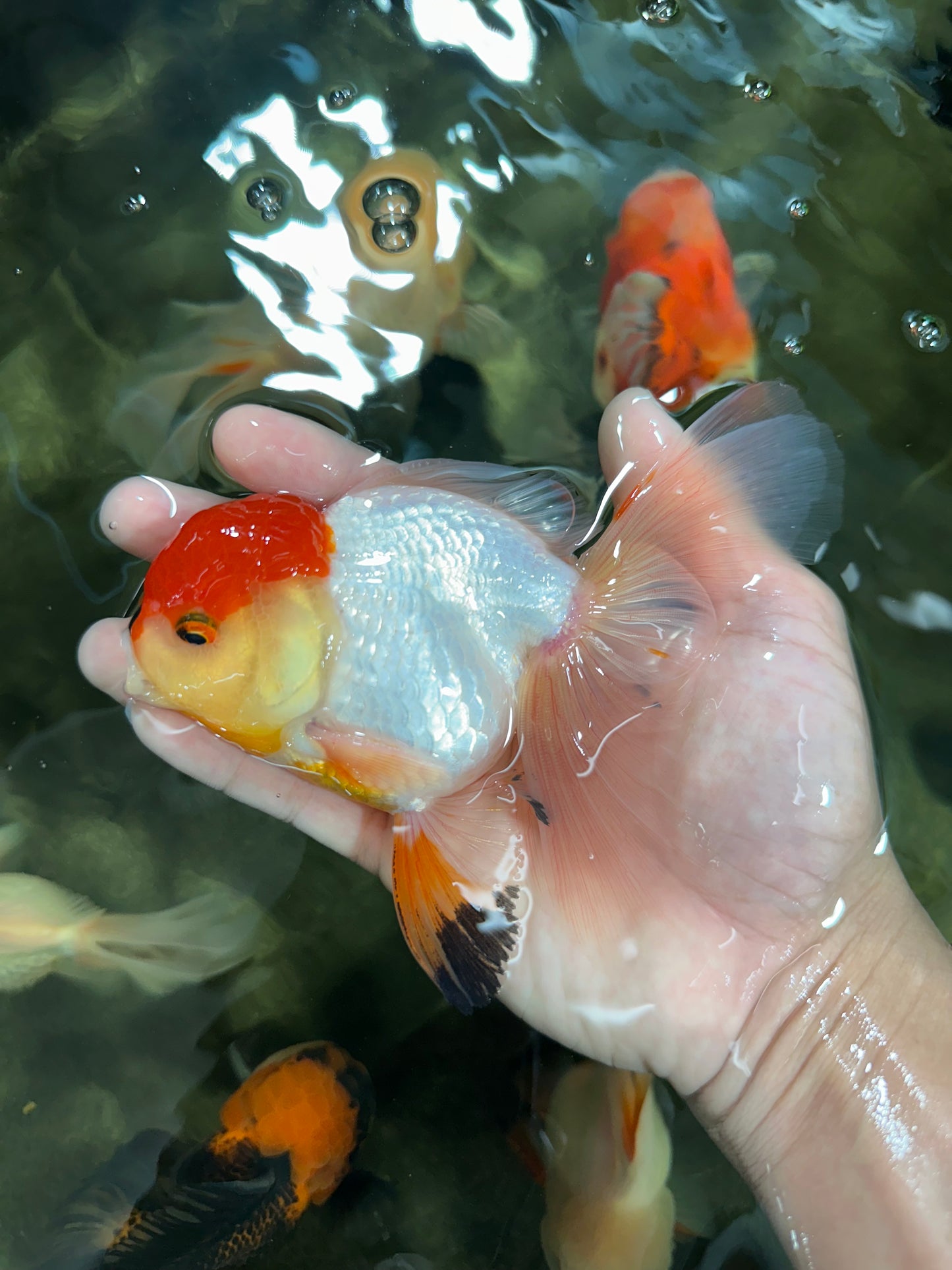 A Grade Tricolor Oranda Male 5-5.5 inches #060625OR_14