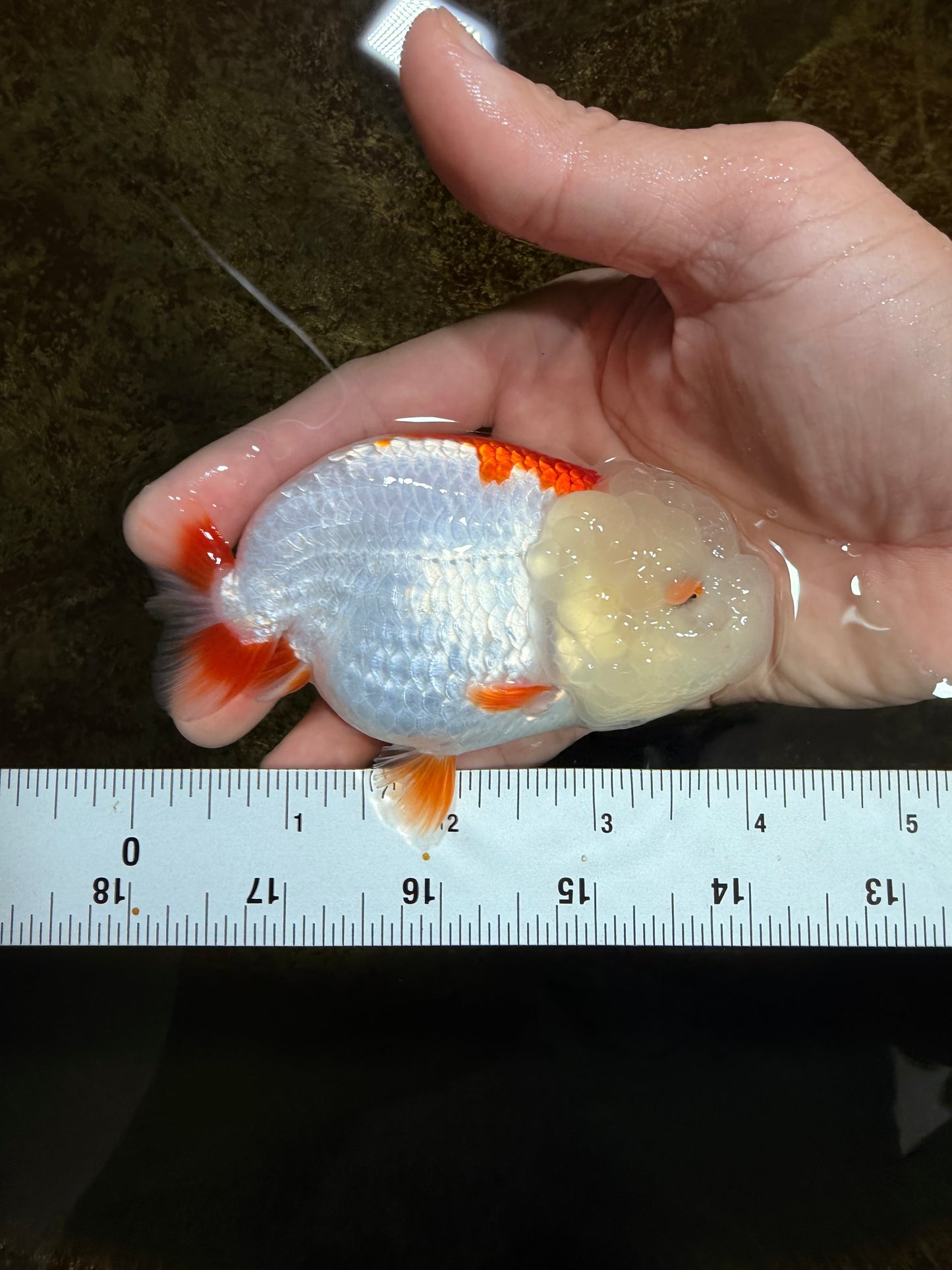 FLUFFY A Grade Red White LionQueen 4 inches #121225LC_07