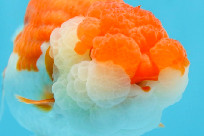 AAA Grade SUPER Red White LionQueen 4.5 inches #051625LC_35