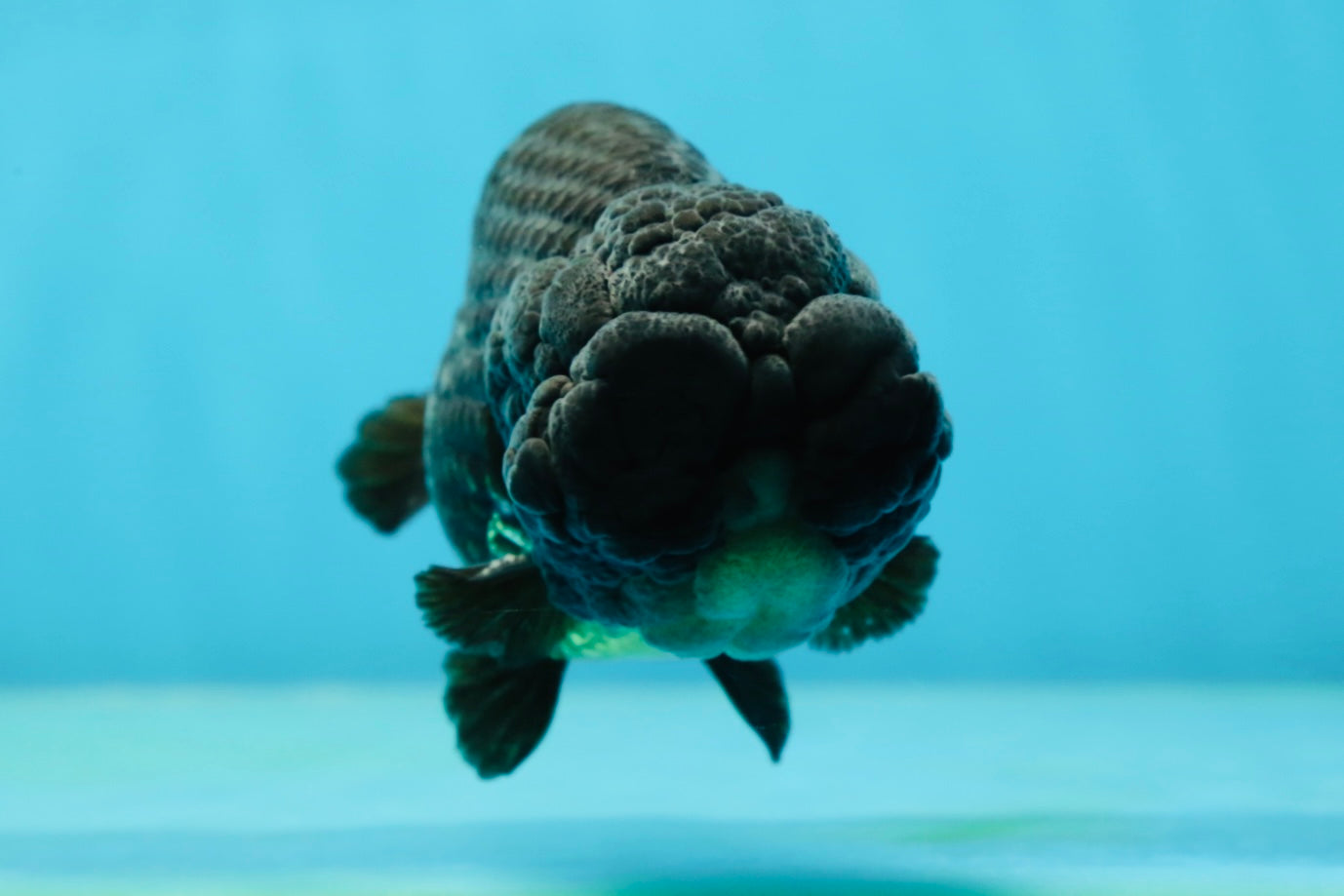 A Grade Black LionKing 4-4.5 inches #050925LC_13