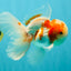 A  Grade Kohaku Red White Oranda Male 5.5-6 inches #082126OR_06