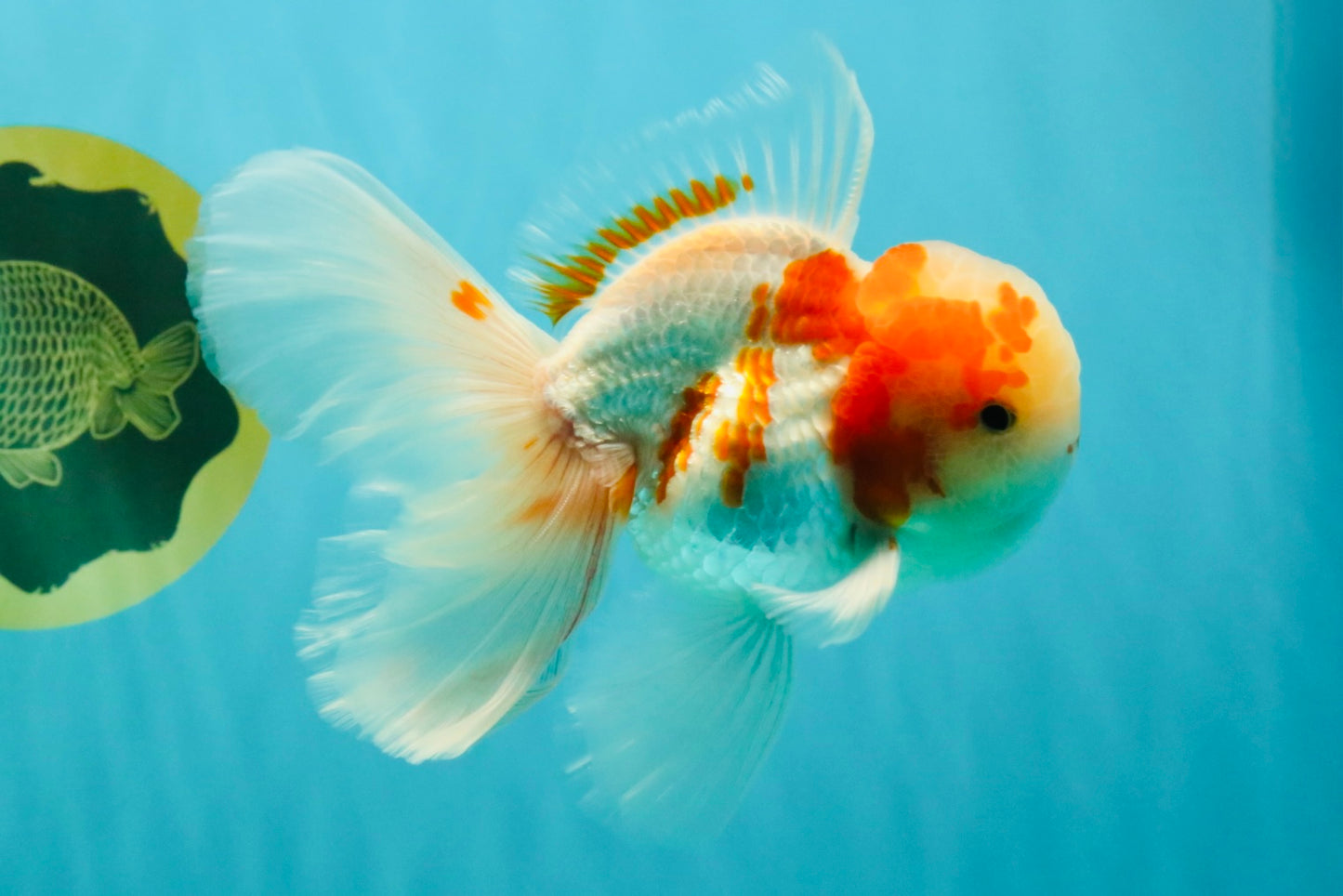 A  Grade Kohaku Red White Oranda Male 5.5-6 inches #082126OR_06
