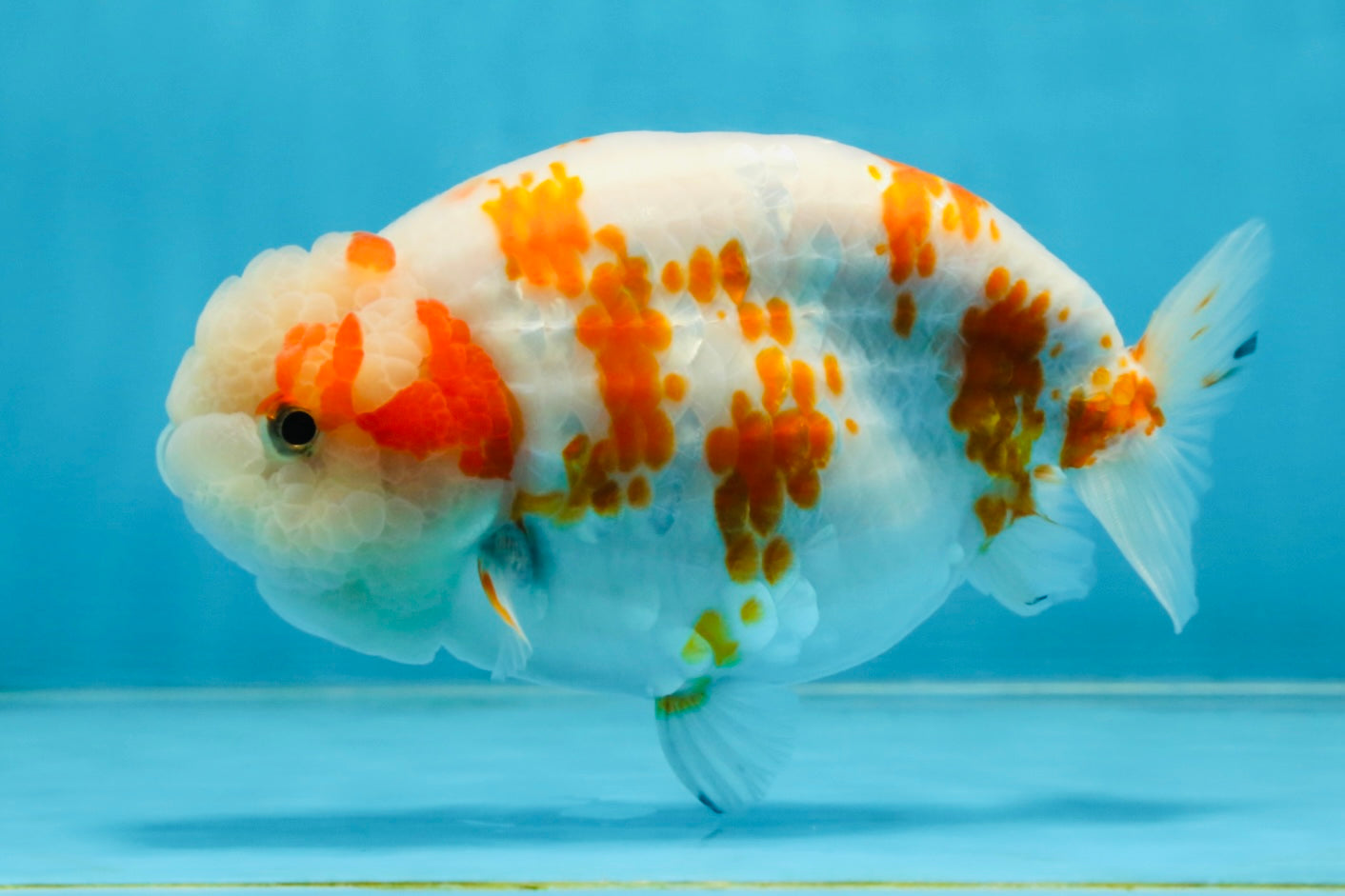 BEAUTY A Grade Kohaku Sakura LionQueen 5.5  inches #102425LC_08