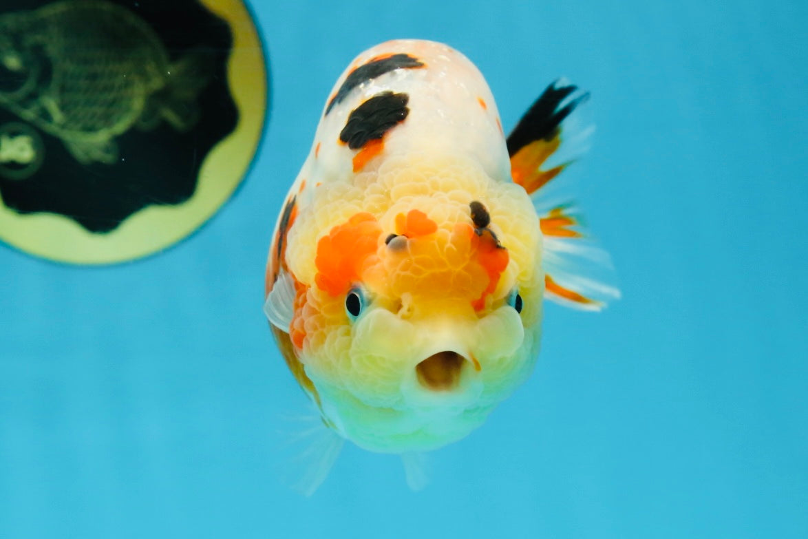 AAA Grade Tricolor Milk Cow Ranchu Female 5 inches #101025RC_15