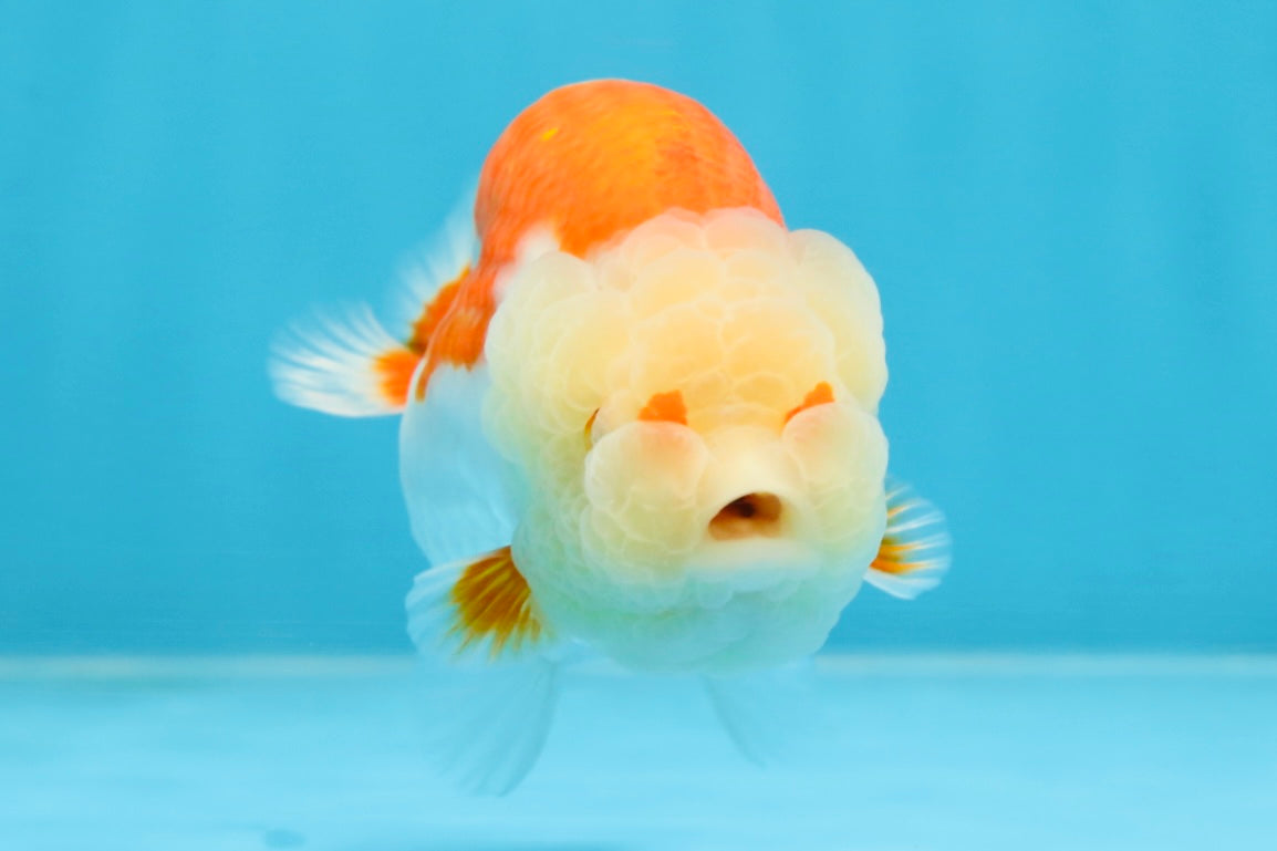 POPCORN AAA Grade Red White Kohaku LionQueen 4 inches #101725LC_05