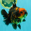 CHUNKY A Grade Tiger Yuanbao Female 5-5.5 inches #091826YB_10