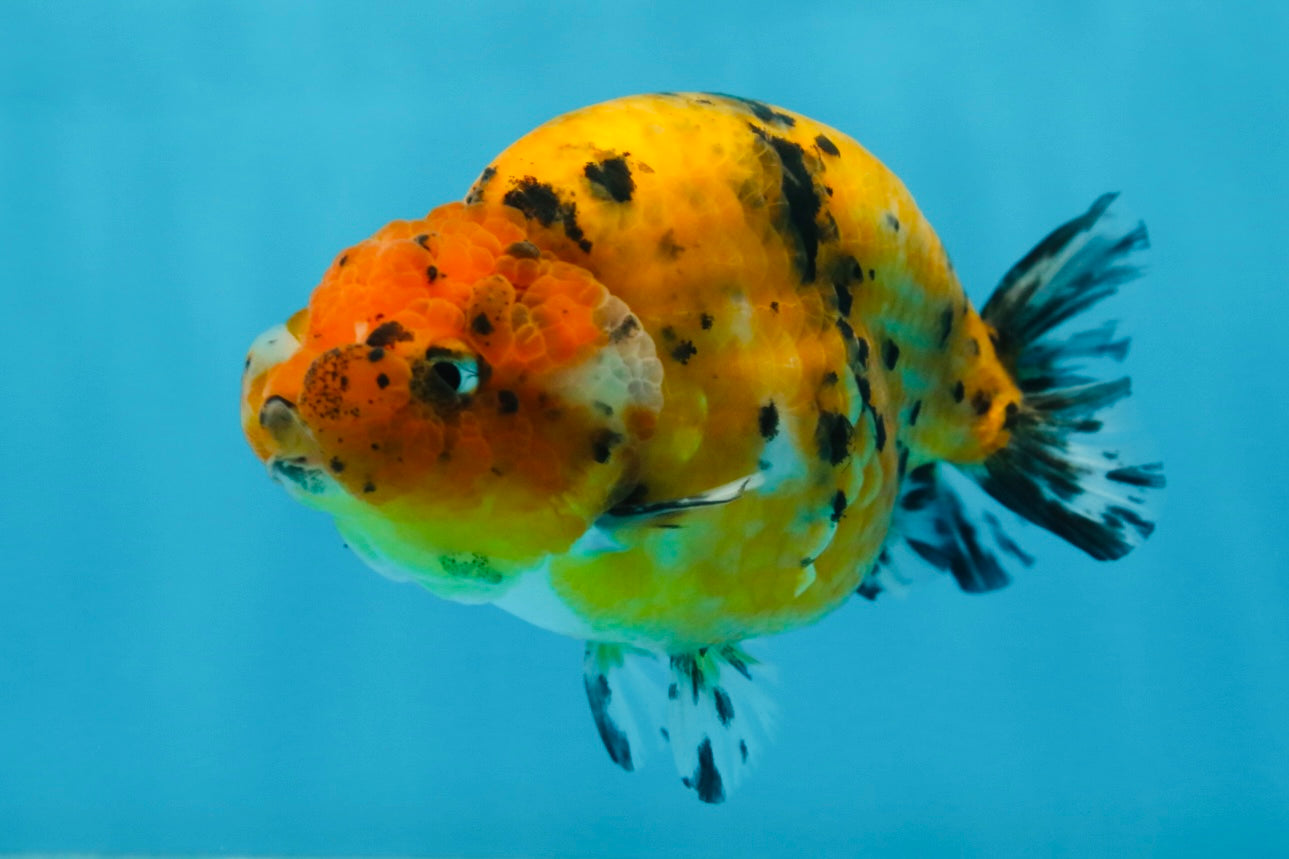 Tiger Lionchu Female 4.5 inches #062025LC_13