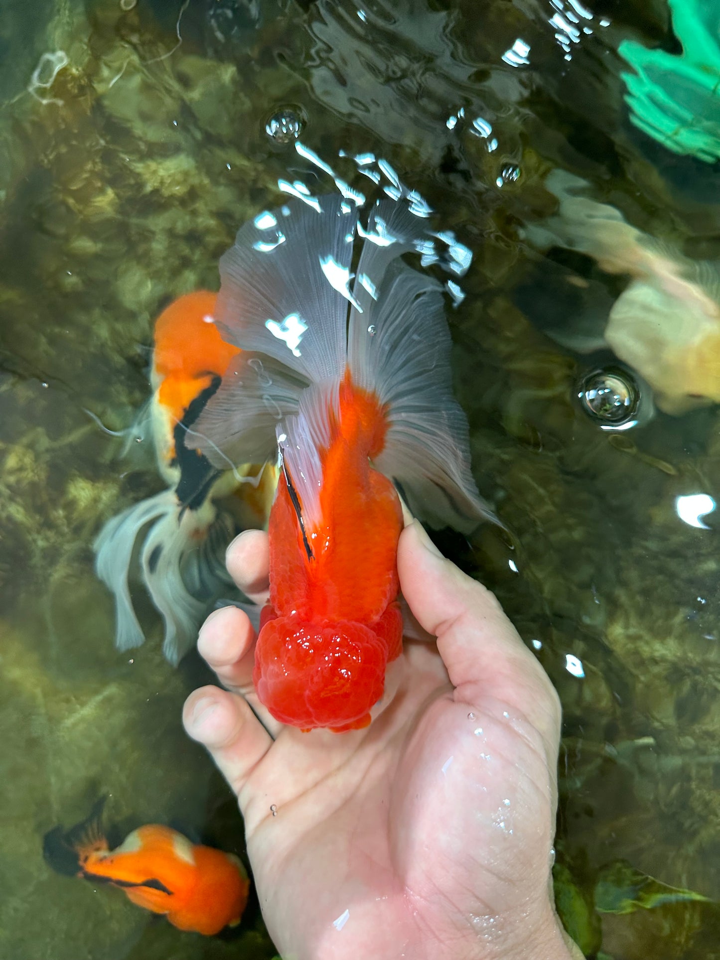 A Grade Sakura Oranda Female 5.5  inches #071125OR_09