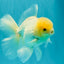 AAA Grade White Oranda Male 5.5 inches #072426OR_13