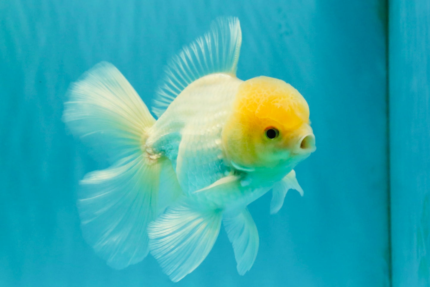 AAA Grade White Oranda Male 5.5 inches #072426OR_13