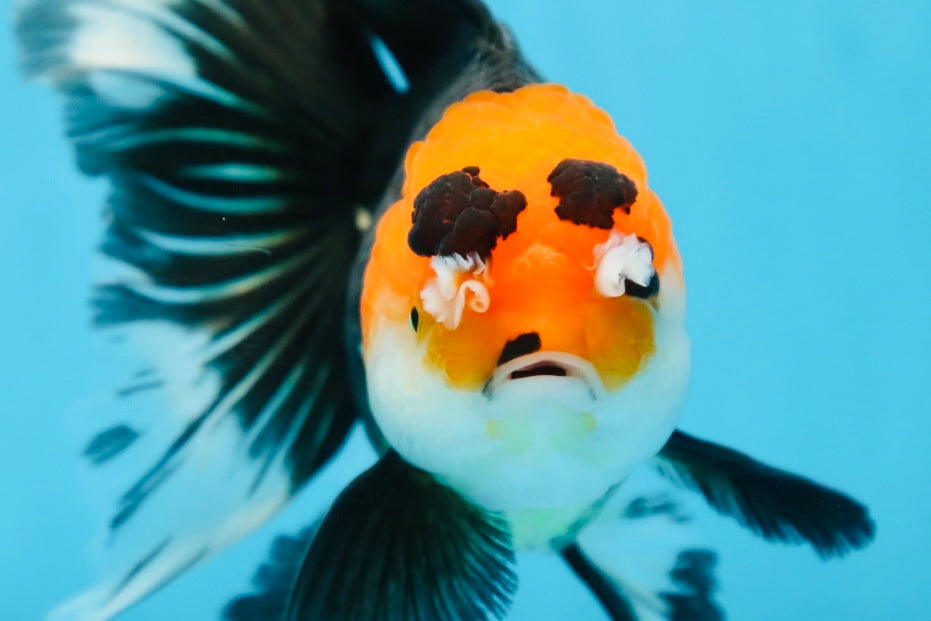 A Grade Tricolor Oranda Female 6.5 inches #090525OR_19