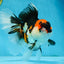 A Grade Tricolor Oranda Female 6.5 inches #070425OR_18