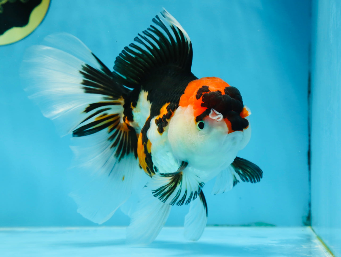 A Grade Tricolor Oranda Female 6.5 inches #070425OR_18