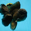 A Grade JUMBO Black Oranda Male 6.5 inches #110725OR_05
