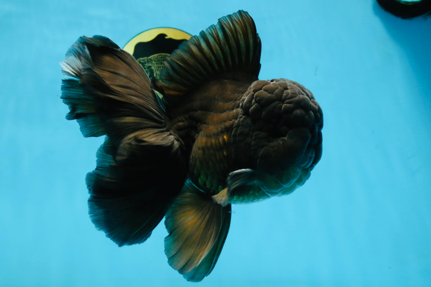 A Grade JUMBO Black Oranda Male 6.5 inches #110725OR_05