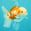 A Grade Kohaku Red White Oranda Female 5-5.5 inches #102326OR_06
