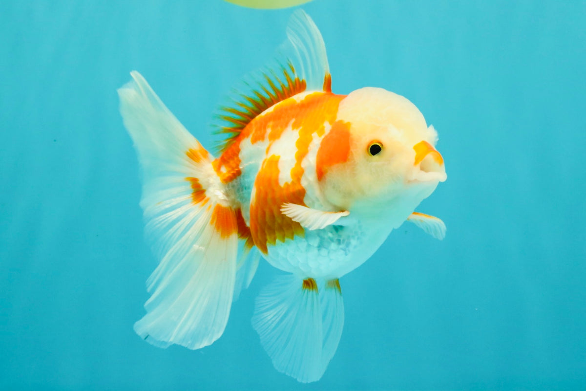 A Grade Kohaku Red White Oranda Female 5-5.5 inches #102326OR_06