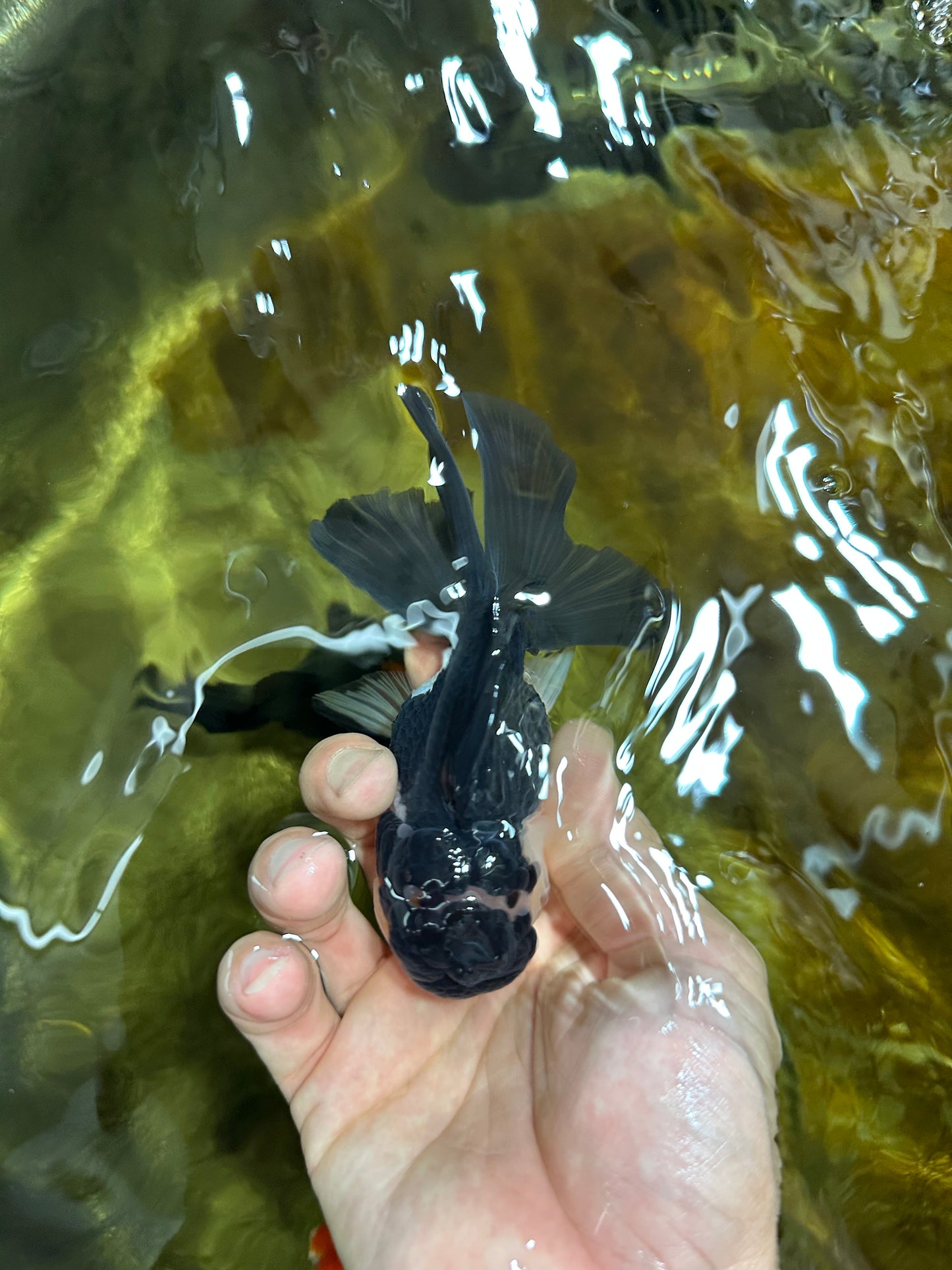 A Grade Young Panda Button W Oranda Male 4.5-5 inches #061325_06