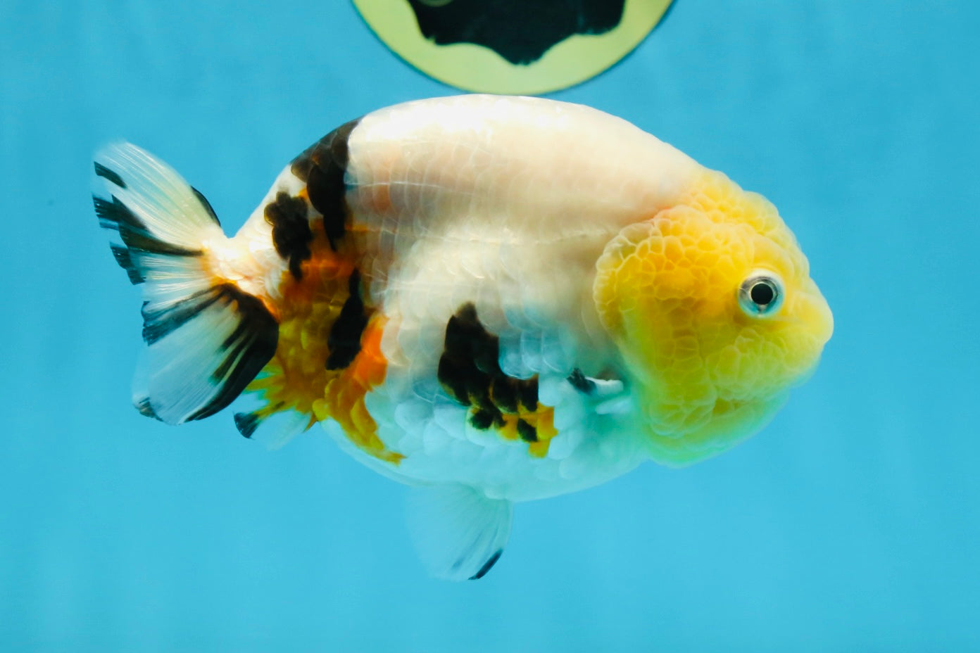 SPECIAL AAA Grade Chinese Cow Ranchu Female 5 inches #102425RC_06 ...