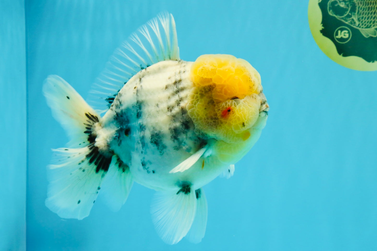 AAA Grade Godzilla White Tiger Oranda Male 6.5 inches #022726OR_10