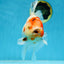 AAA Grade CHUNKY Sakura Oranda Female 6-6.5 inches #080825OR_15
