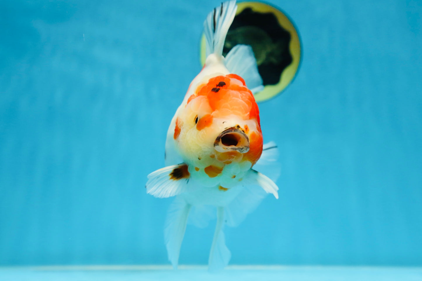 AAA Grade CHUNKY Sakura Oranda Female 6-6.5 inches #080825OR_15