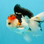 A Grade Tricolor Oranda Male 5 inches #041726OR_14