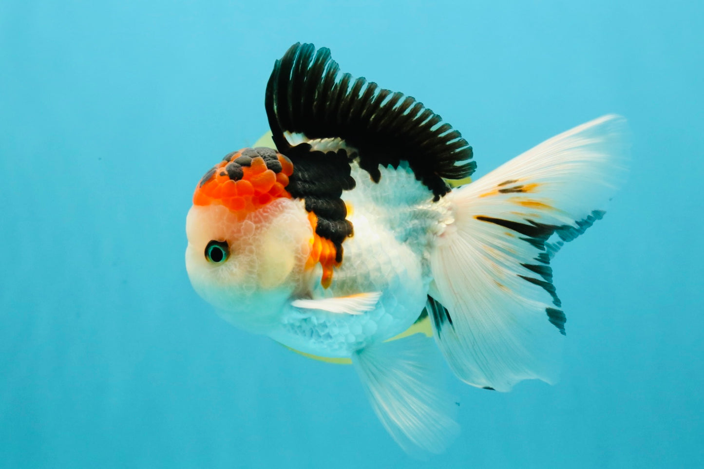 A Grade Tricolor Oranda Male 5 inches #041726OR_14