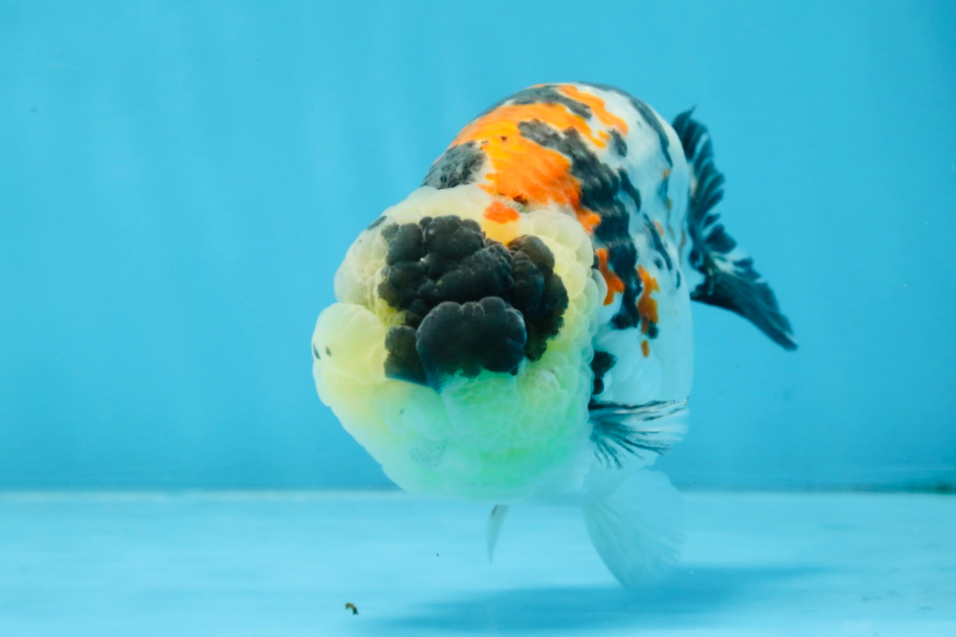 A Grade Special Tricolor LionKing 4.5-5 inches #100325LC_07