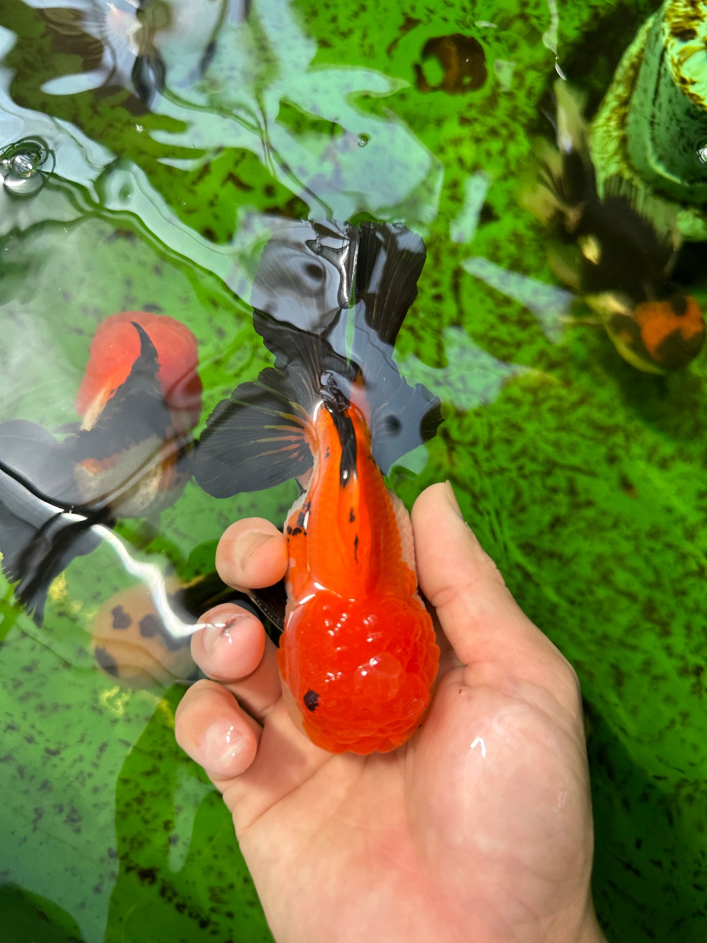 Oranda macho tricolor de grado AAA de 4,5 a 5 pulgadas n.º 0920OR_19