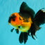 LAVA AAA Grade Apache Oranda Male 5.5 inches #100926OR_21