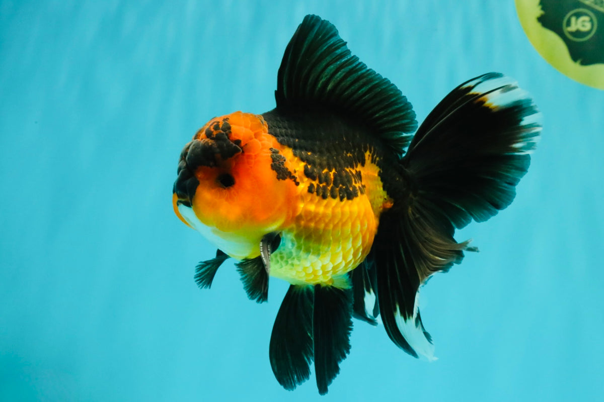LAVA AAA Grade Apache Oranda Male 5.5 inches #100926OR_21