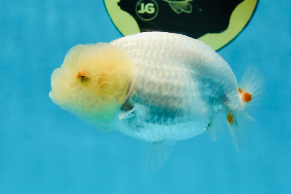 White Lionchu Female 3.5 inches #103125LC_23