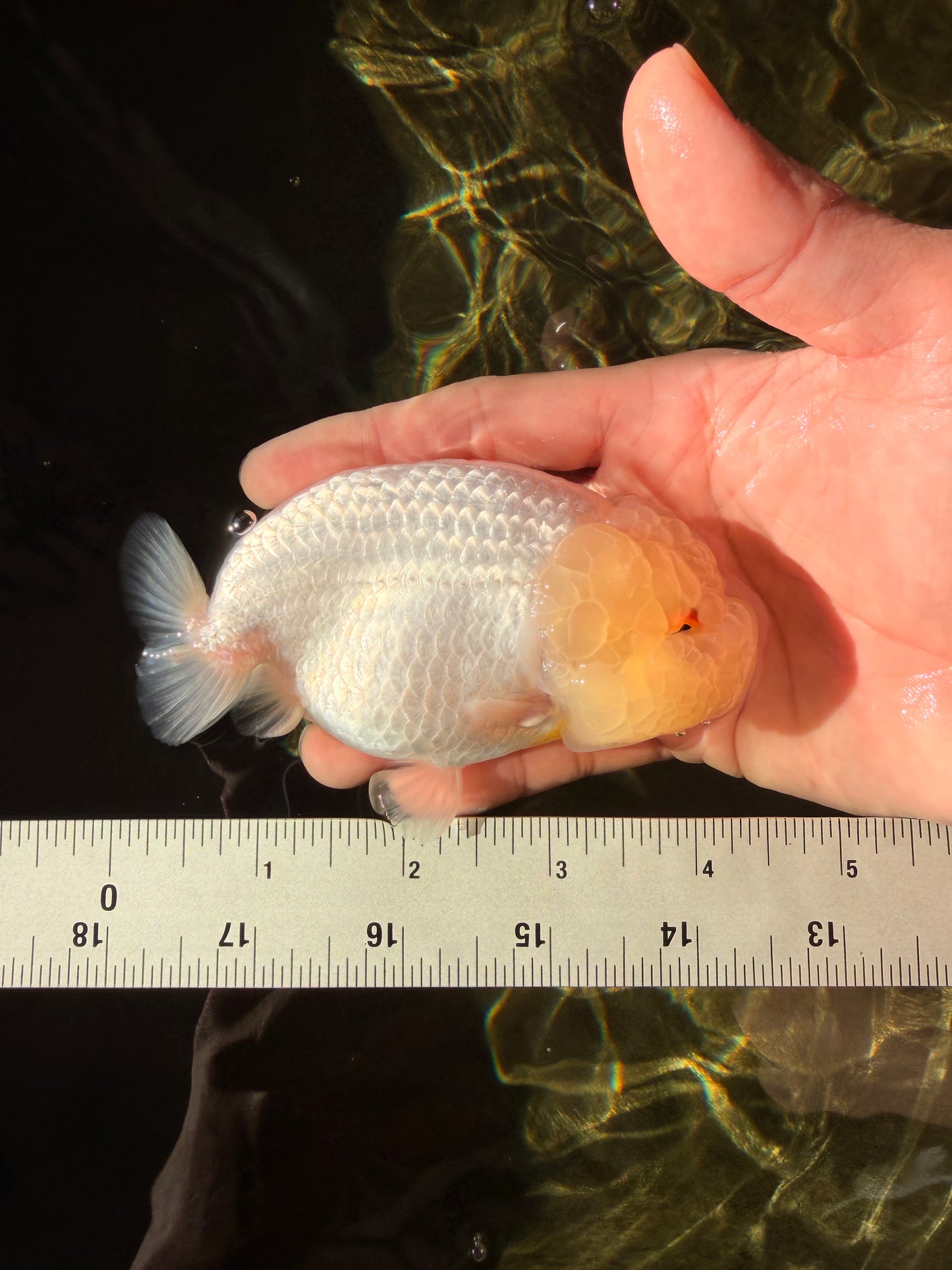 A Grade Dragon Head White LionQueen 4-4.5 inches #022726LC_23