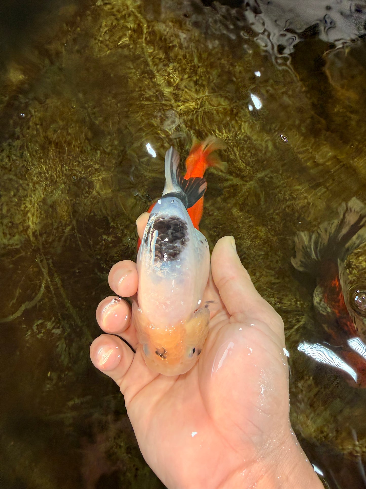 A Grade Chinese Cow Ranchu Female 4.5-5 inches #101725RC_18