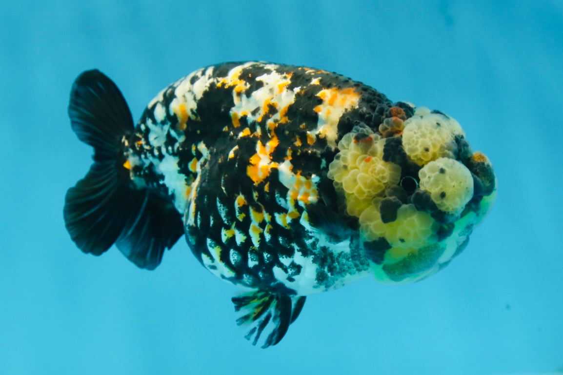 AAA Grade Special Tricolor Tiger LionQueen 4.5-5 inches #080125LC_18