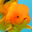 A Grade Orange Juice Oranda Male 5.5-6 inches #040326OR_17