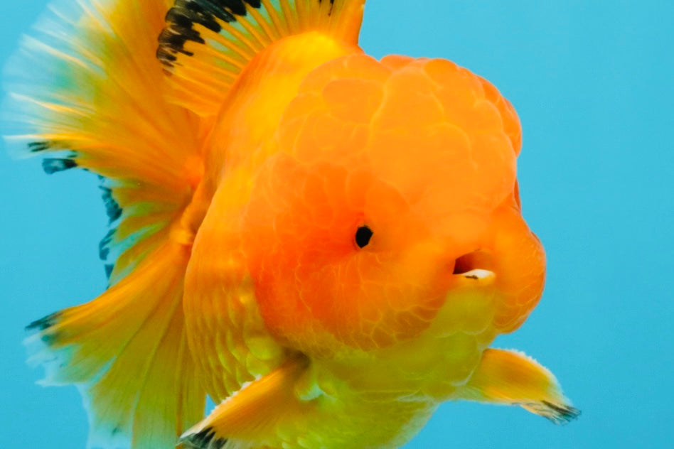 A Grade Orange Juice Oranda Male 5.5-6 inches #040326OR_17
