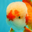 FLUFFY AAA Grade Red White Oranda Male 7.5 inches #080726OR_03