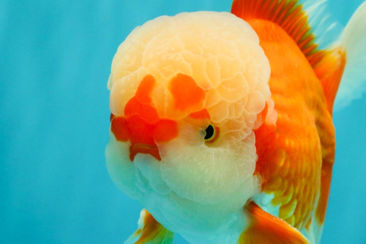 FLUFFY AAA Grade Red White Oranda Male 7.5 inches #080726OR_03