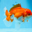 AAA Grade Red White Oranda Male 5.5 inches #0706OR_22