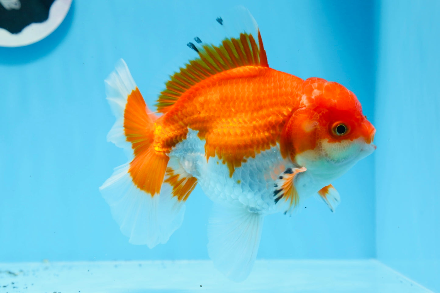 AAA Grade Red White Oranda Male 5.5 inches #0706OR_22