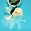 A Grade Tricolor Oranda Male 5.5 inches #111524OR_20