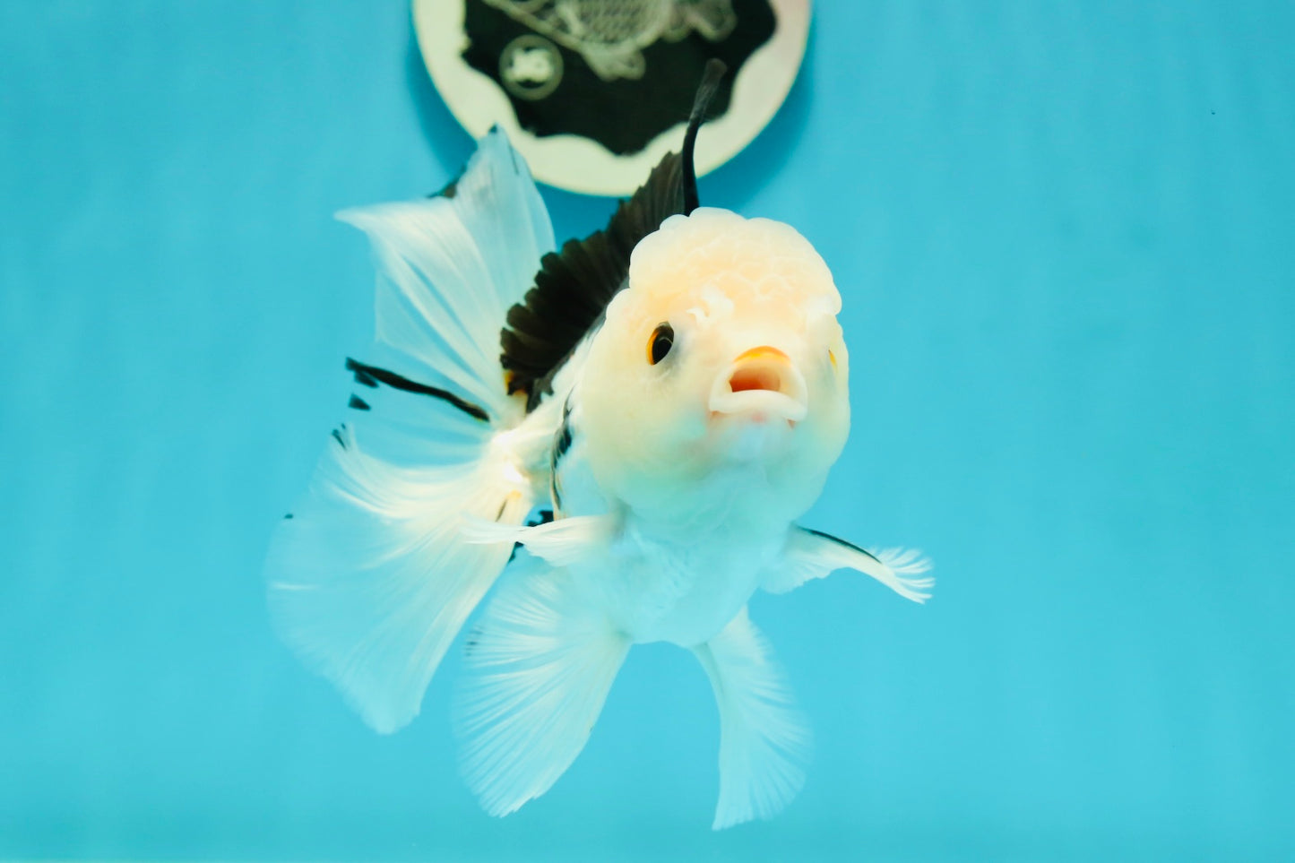 A Grade Tricolor Oranda Male 5.5 inches #111524OR_20