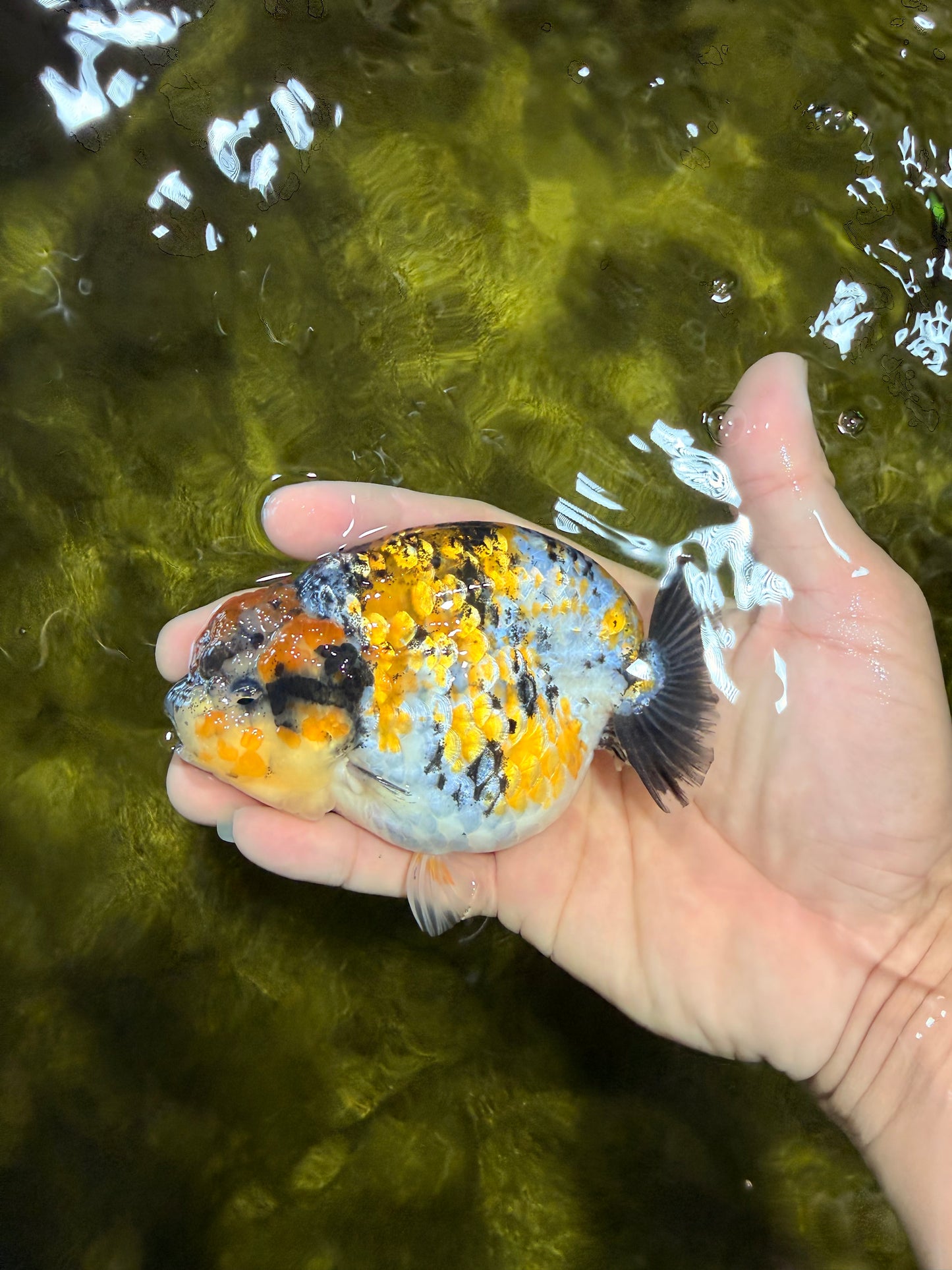 CHUBBY AAA Grade Chonky Special Tricolor Tiger LionQueen Female 4-4.5 inches #061926LC_12