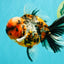 AAA Grade Special Calico Oranda Male 6 inches #062626OR_20